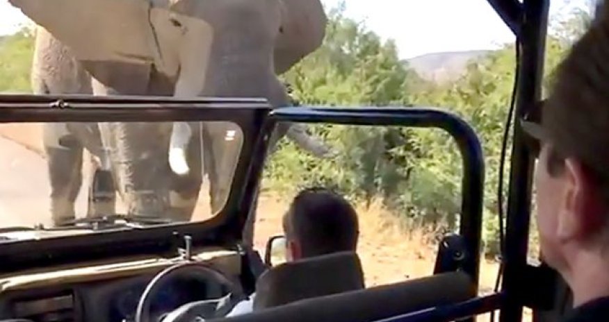 Шварцнеггер чуть не погиб - ВИДЕО