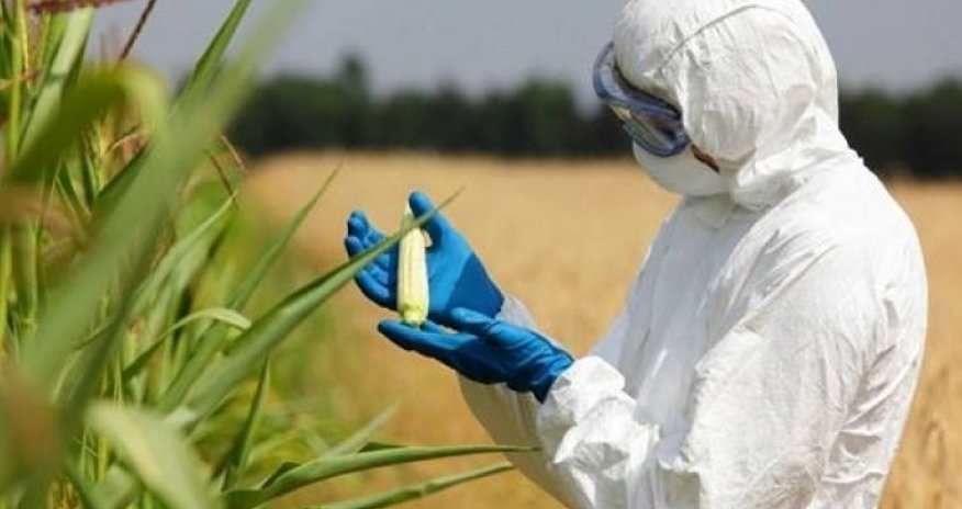 Azərbaycanda geni dəyişdirilmiş bitki istifadəsi qadağan edilir