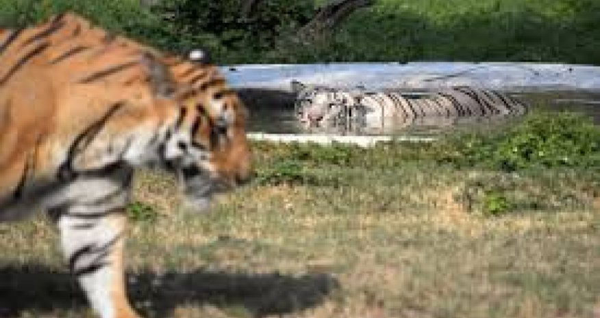 Тигр загрыз леопарда - ВИДЕО