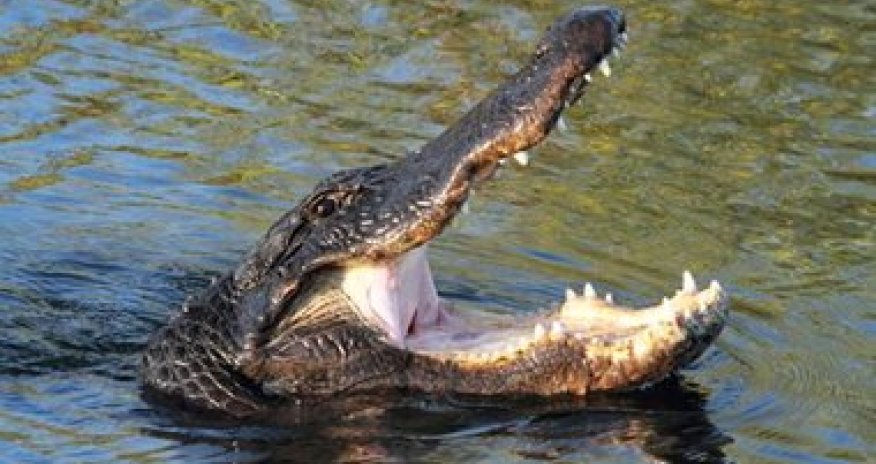 Аллигатор напал на Disneyland - ВИДЕО