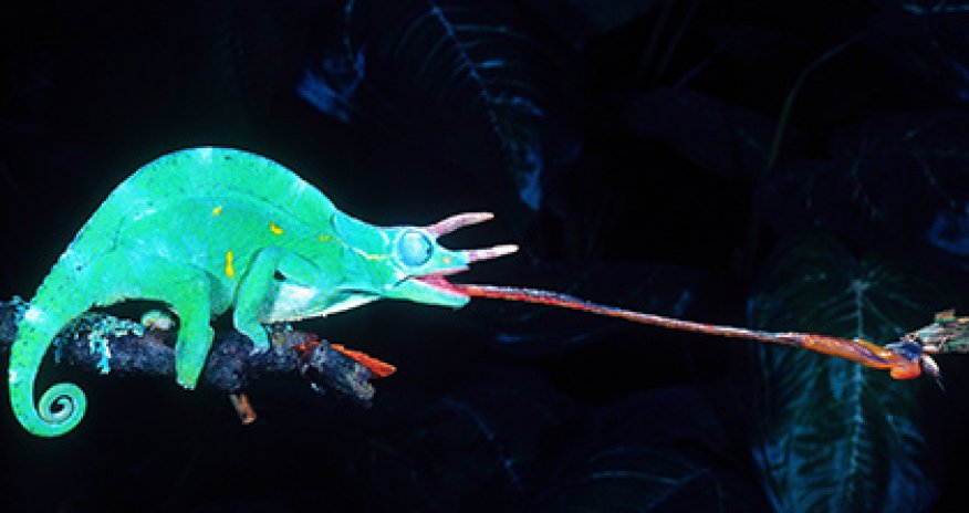 Слюна хамелеона - смертельна - ВИДЕО