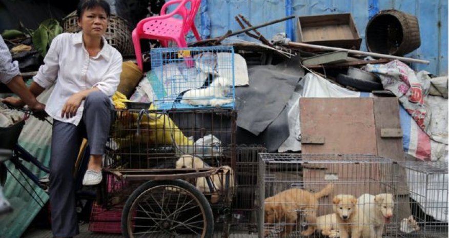 Yulin dog meat festival begins in China amid widespread criticism