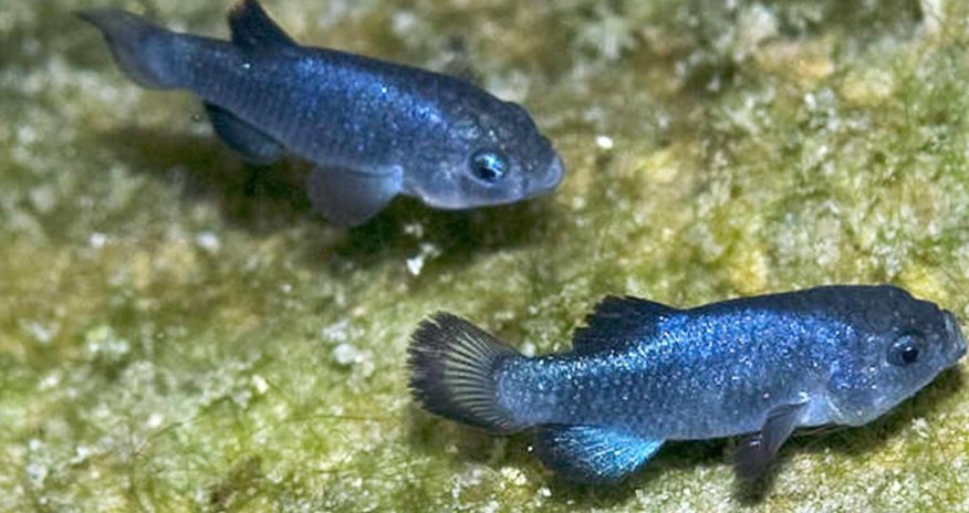 The world's loneliest species came from