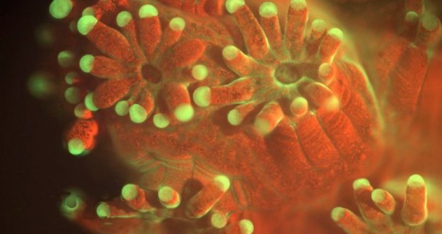 Microscope observes life of the ocean floor