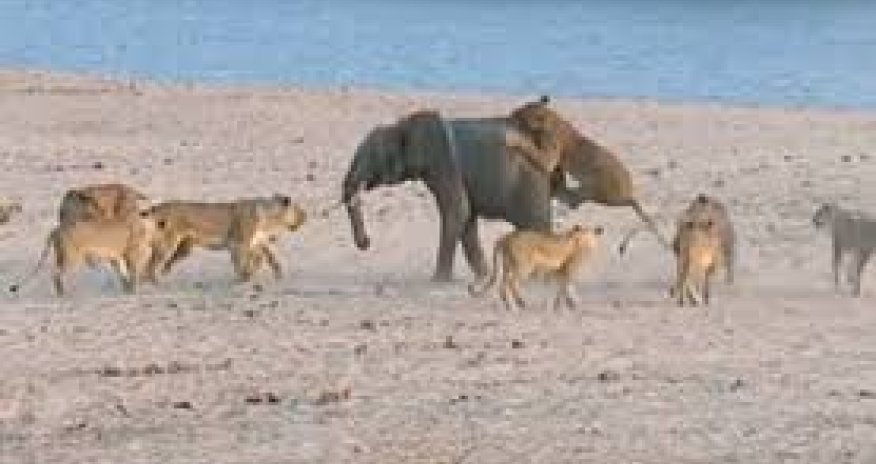 Слоненок против 14 львов - ВИДЕО