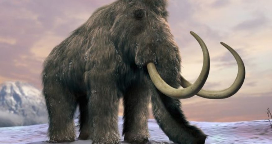 'Lack of water' killed last woolly mammoths