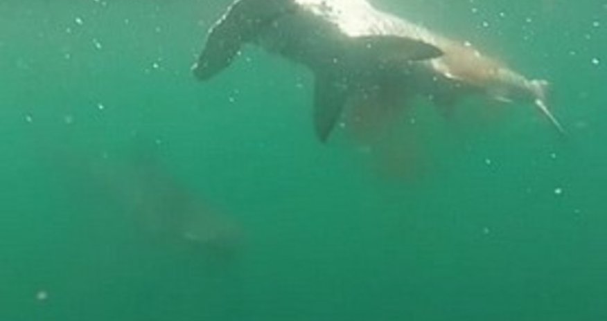 Сражение двух акул - ВИДЕО