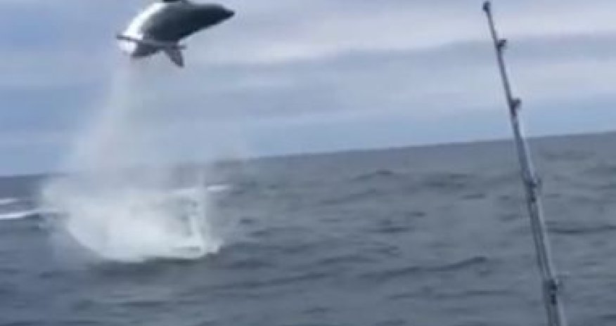 Акула дразнит рыбаков - ВИДЕО
