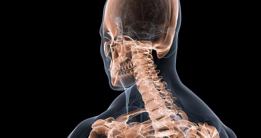 Why we have a spine, when over 90% of animals don't