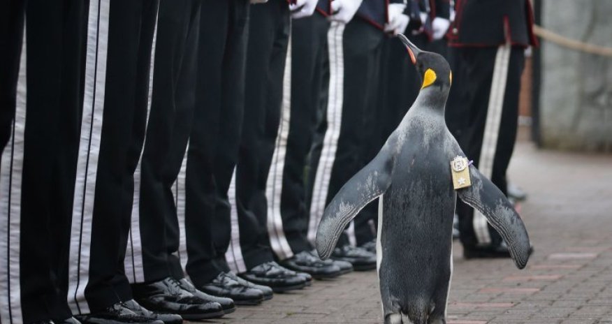 Пингвин стал генералом - ВИДЕО