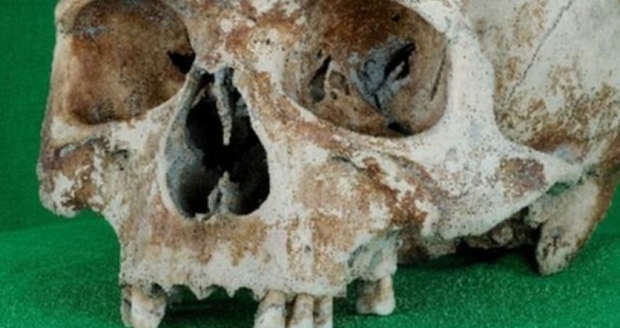 Mary Rose shipwreck skulls go online in 3D