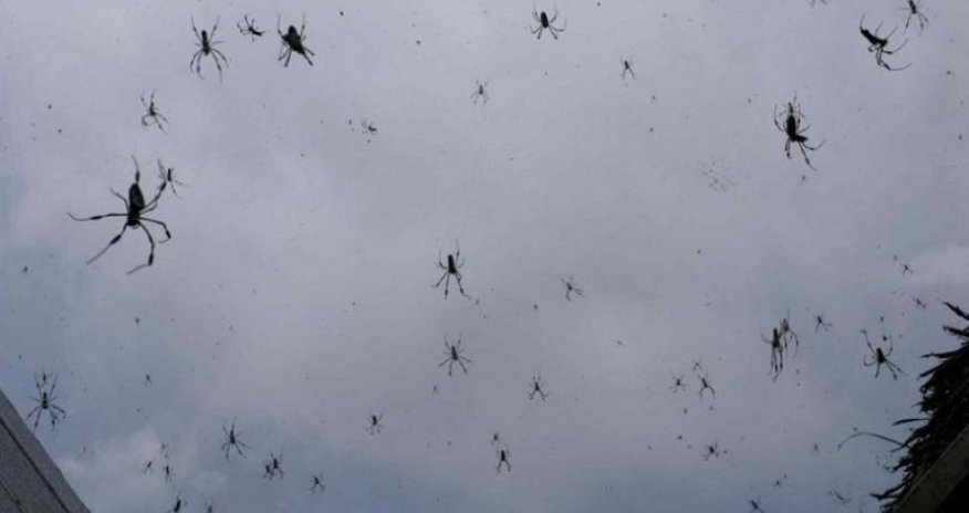 С неба посыпались пауки - ВИДЕО