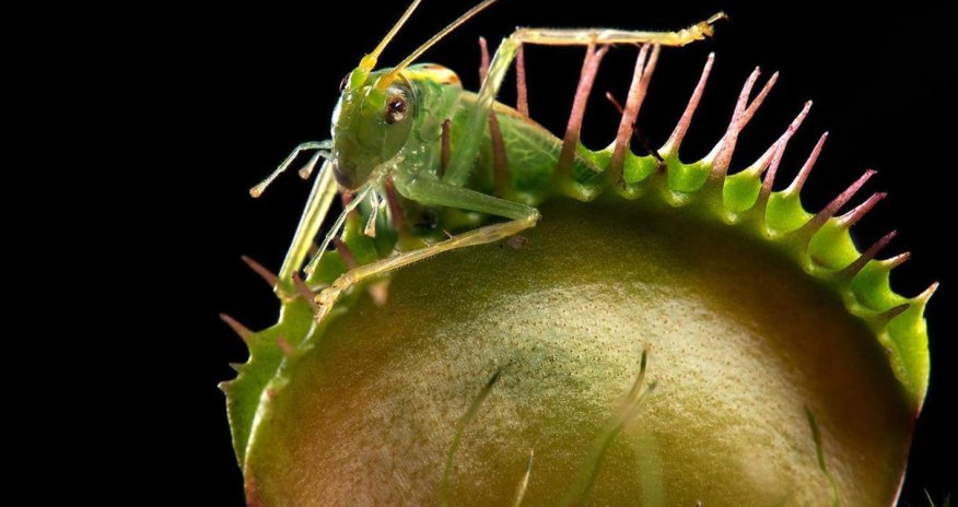 Meet the man on a mission to save carnivorous plants