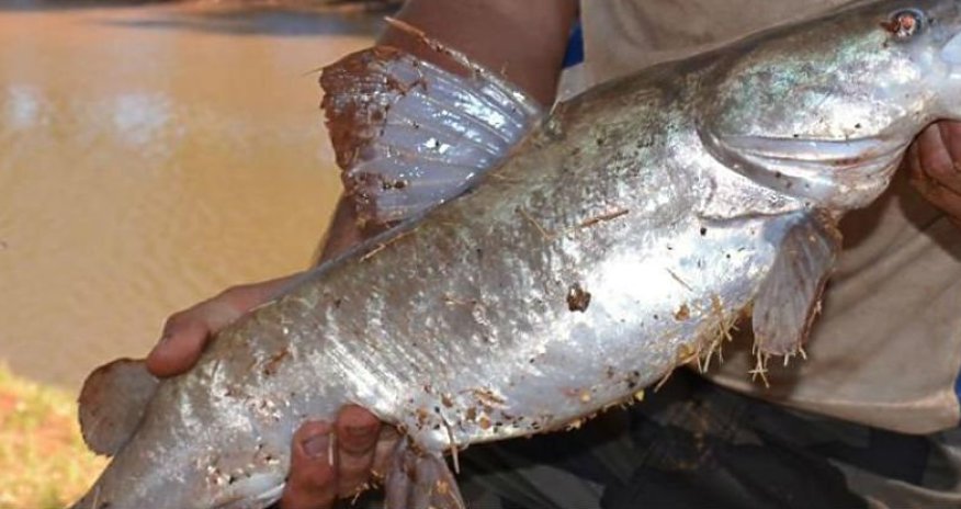 Huge Australian catfish have started catching and eating mice