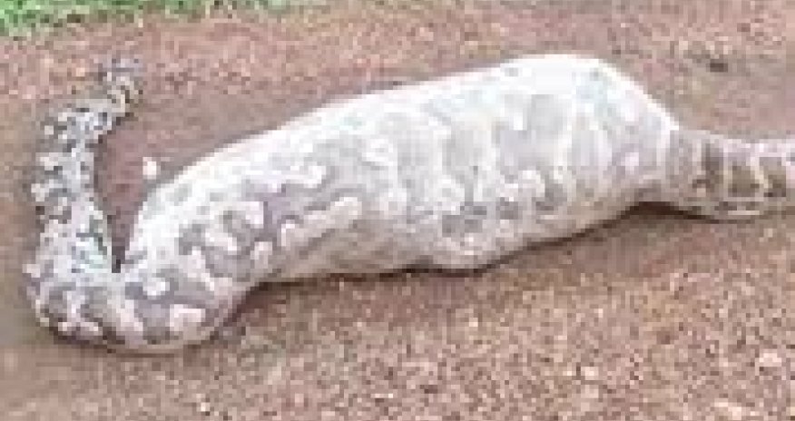 Питон съел антилопу и умер - ВИДЕО