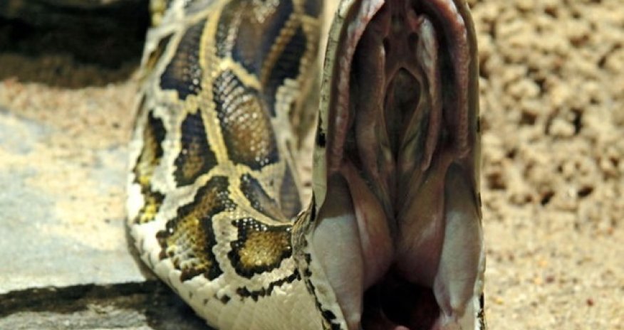 Укус змеи во время селфи - ВИДЕО