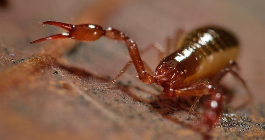 This tiny creature can survive without breathing for 17 days