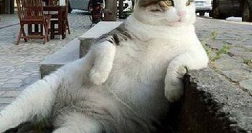 Tombili: Istanbul cat and worldwide meme honoured with statue