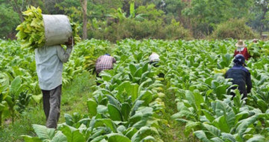 Tobacco put on sale in Masally for the first time