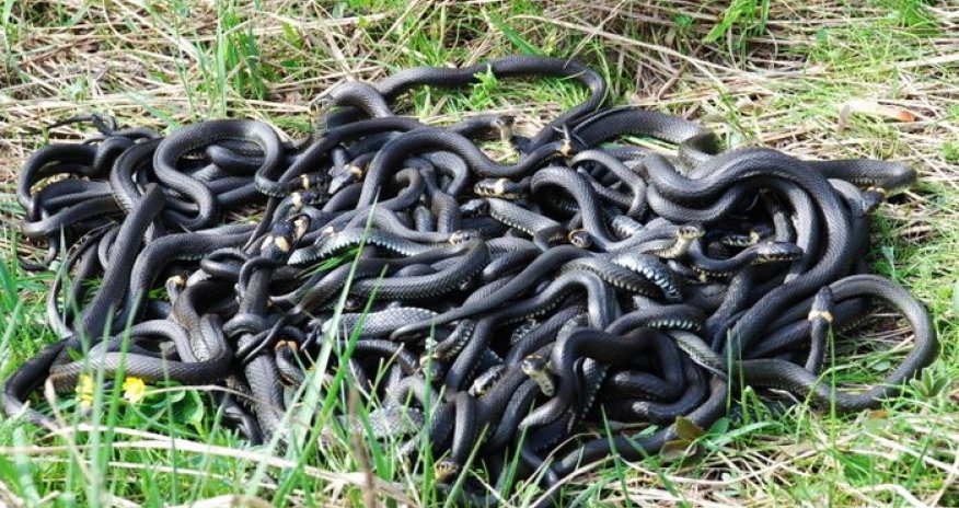 285 змей выпустили на свободу - ВИДЕО