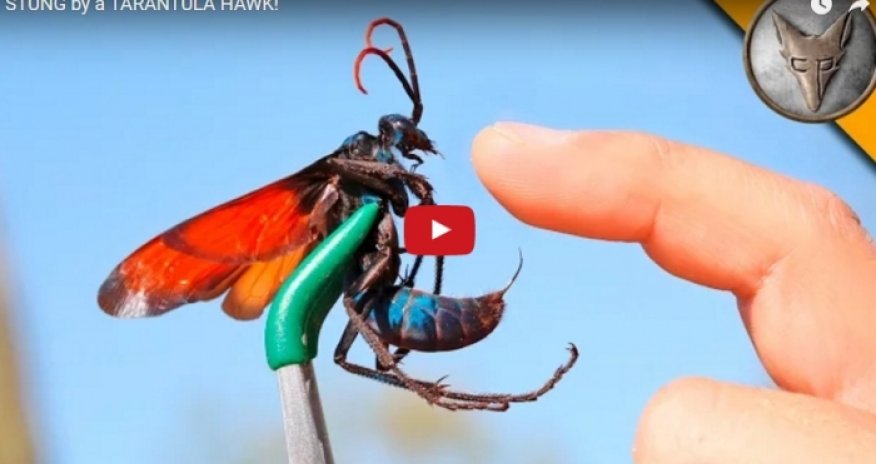 Ученый поставил на себе опыт - ВИДЕО