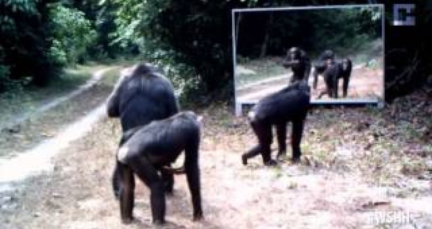 Звери в шоке от своего отражения - ВИДЕО