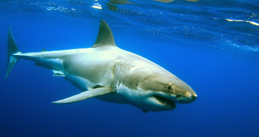 Гигантская акула атаковала дайверов  - ВИДЕО