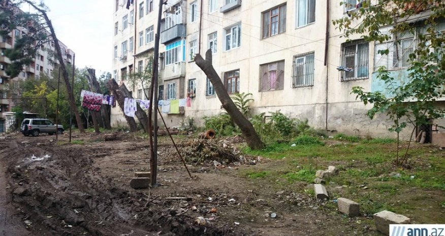Вырубка деревьев в Баку -  ФОТО