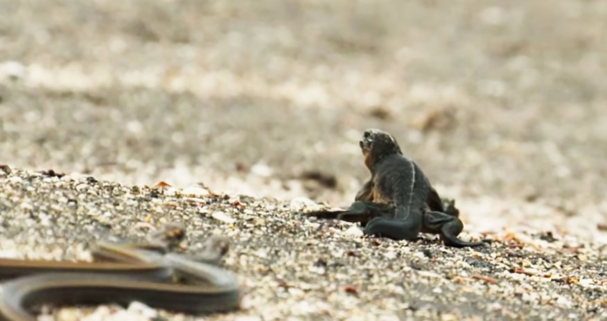 Игуана против стаи змей - ВИДЕО