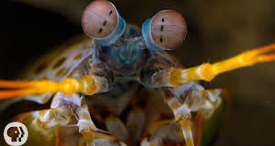 Самый продвинутый хищник - ВИДЕО