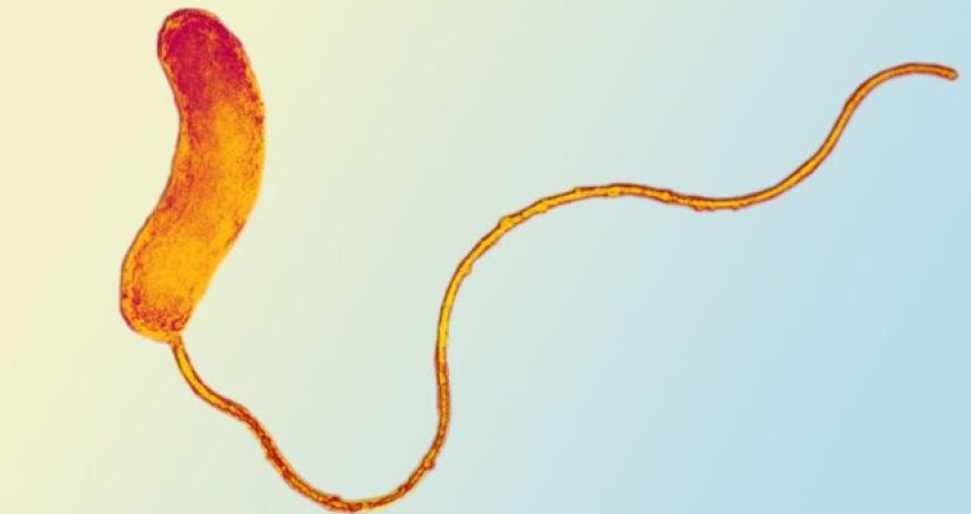 Predatory bacteria can wipe out superbugs