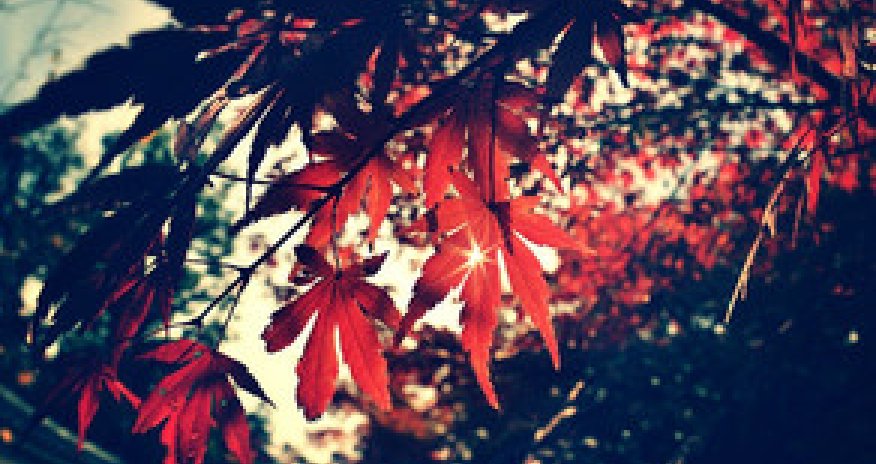 Baku weather forecast for Nov.29