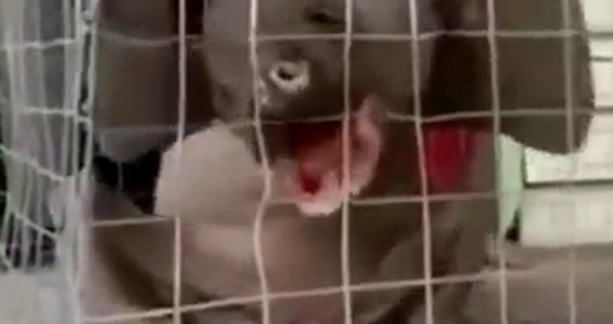 Поймано человекообразное животное - ВИДЕО