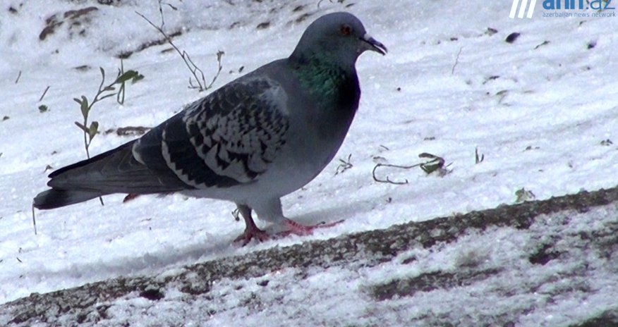 NO COMMENT: Птицы на снегу