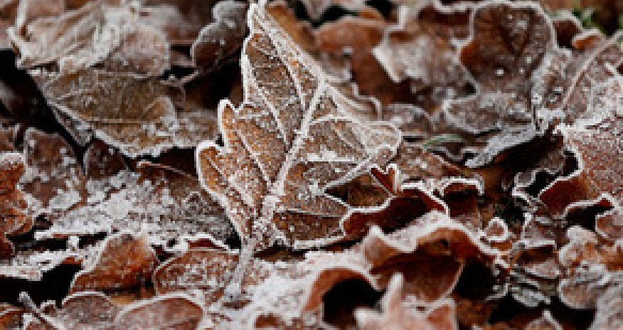 Baku weather forecast for Dec.22