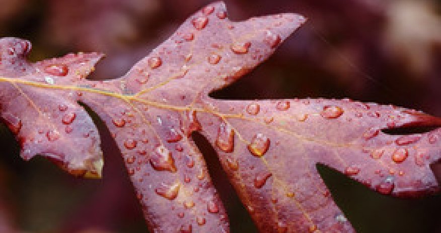 Baku weather forecast for Dec.27