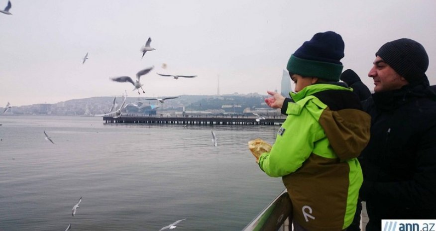 Xəzərin qağayıları - FOTOLAR