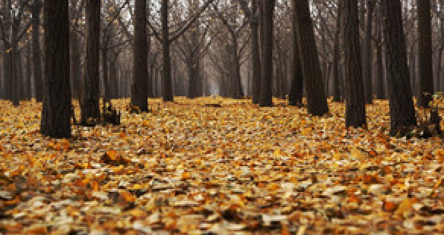 Baku weather forecast for Dec.29