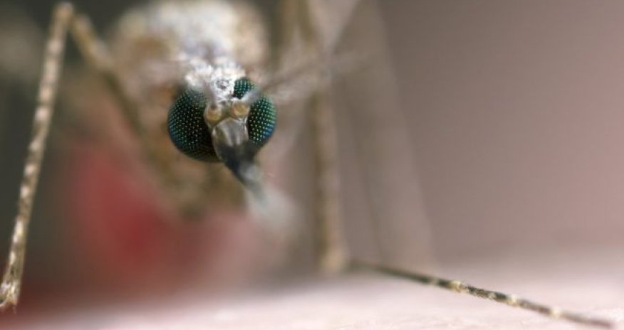 GM malaria vaccine 'milestone'