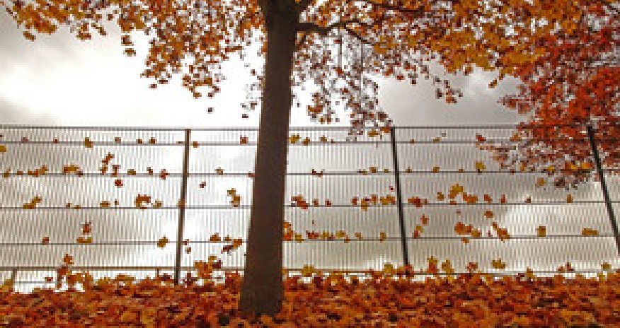 Baku weather forecast for Jan.11