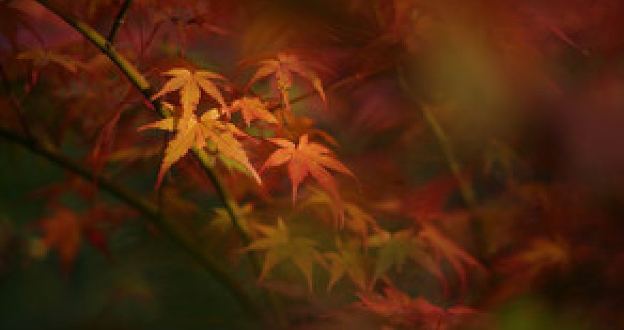 Baku weather forecast for Jan.25