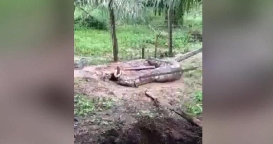 Питон проглотил двух коз - ВИДЕО