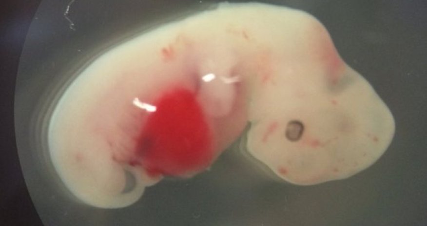 Human-pig 'chimera embryos' detailed