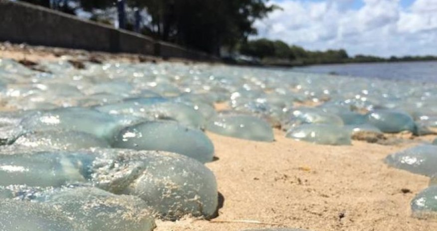 Jellyfish wash up 'like wallpaper' on Australian beach