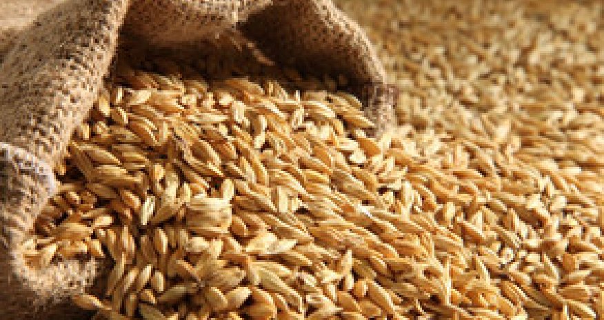 Dövlət Toxum Fondu tender keçirir