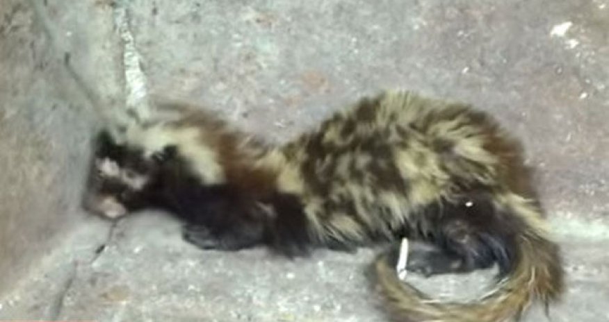 В Ширване нашли необычного зверька 