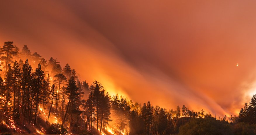 Azərbaycanda baş vermiş meşə yanğınlarının səbəbi açıqlandı