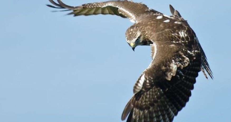 Bakıda qırğı saxlayan şəxs cərimələndi