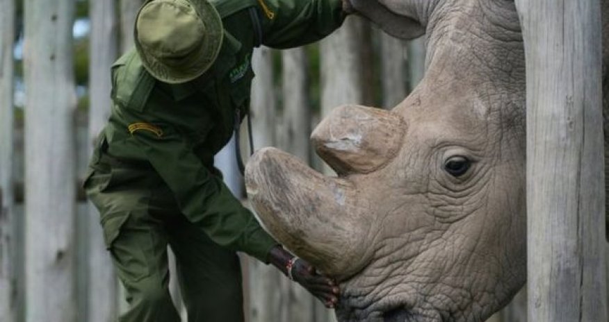 Вымер последний в мире белый носорог