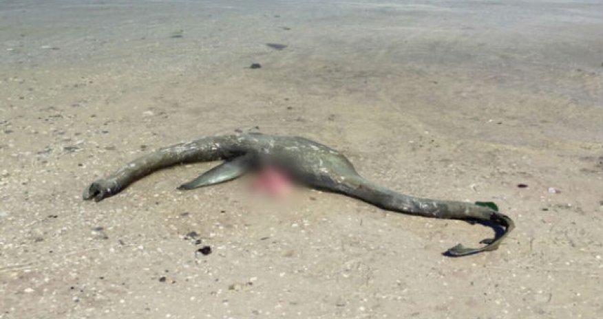 ABŞ-da sahildə dinozavr tapıldı — VİDEO